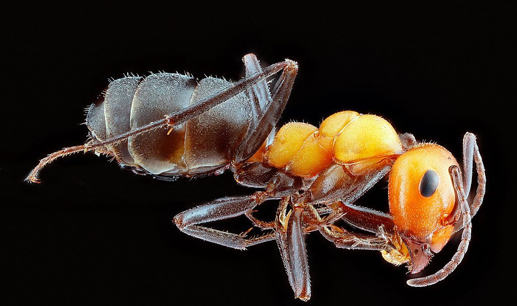 Ant Control service in Bethesda, MD