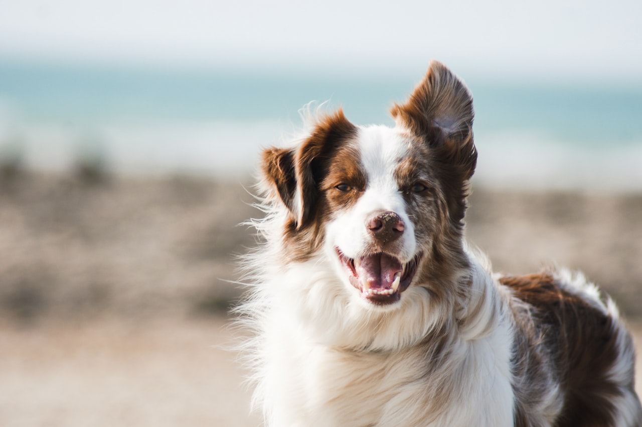 Flea & Tick Control service in Bethesda, MD