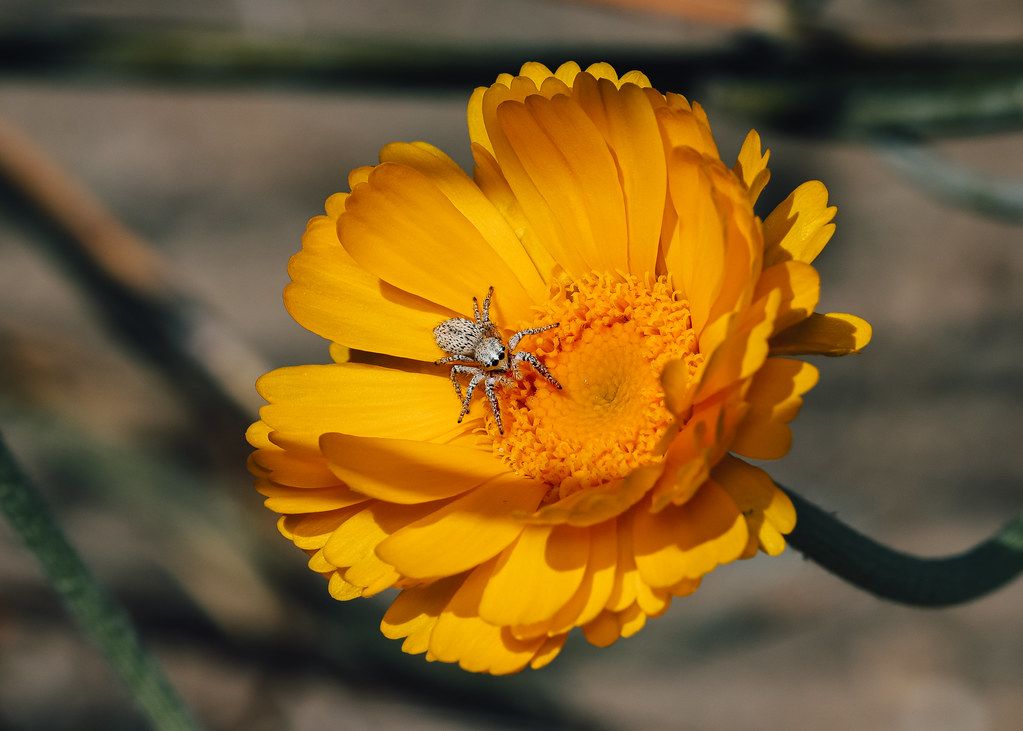 Spider Control service in Bethesda, MD